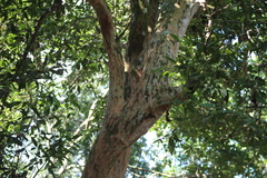 Psidium sartorianum
