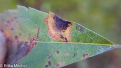 Lasioptera spiraeafolia