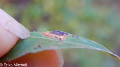 Lasioptera spiraeafolia