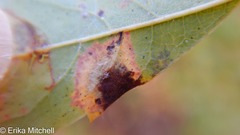 Lasioptera spiraeafolia