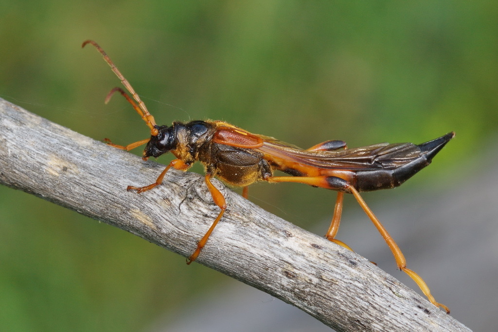 Necydalis major