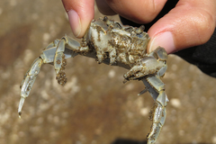 Cyrtograpsus angulatus