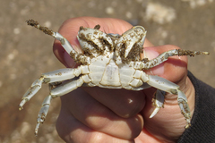 Cyrtograpsus angulatus