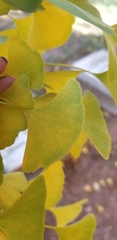 Ginkgo biloba