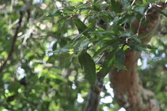 Psidium sartorianum