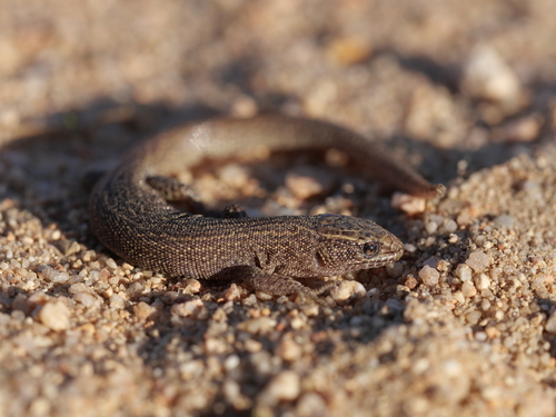 Desert Night Lizard