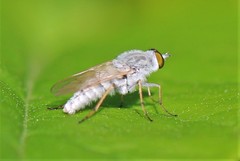 Pandivirilia albifrons