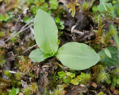Pterostylis humilis