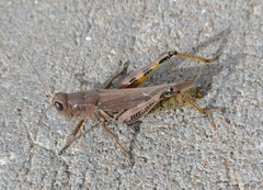 Melanoplus differentialis