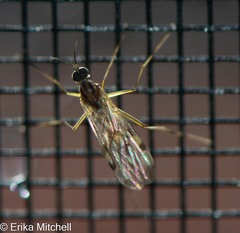 Sylvicola fenestralis