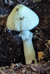 Leucocoprinus