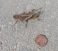 Melanoplus differentialis