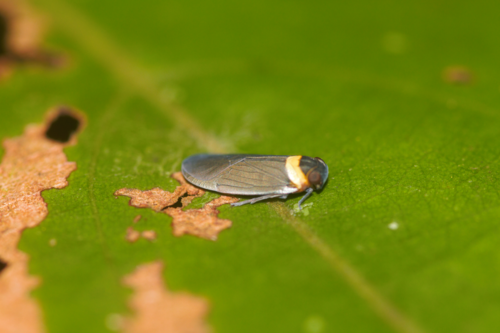 Plectoderes collaris
