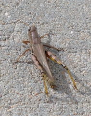 Melanoplus differentialis