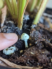 Leucocoprinus