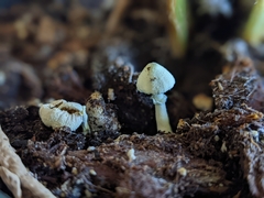 Leucocoprinus
