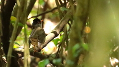 Catharus mexicanus
