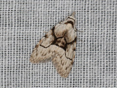 Nola delograpta