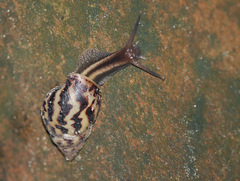 Achatinidae