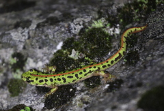 Southern Marbled Newt photo 4