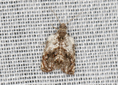 Acroceuthes metaxanthana