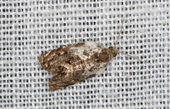 Acroceuthes metaxanthana