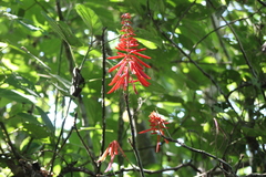 Erythrina herbacea