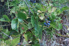 Vitis acerifolia