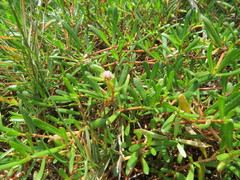 Blutaparon portulacoides