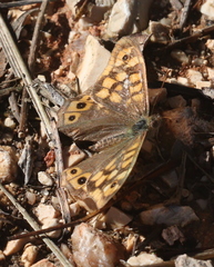 Pararge aegeria aegeria