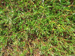 Blutaparon portulacoides