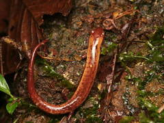 Finca Chibigui Salamander photo 2
