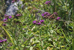 Vernonia marginata