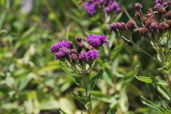 Vernonia marginata
