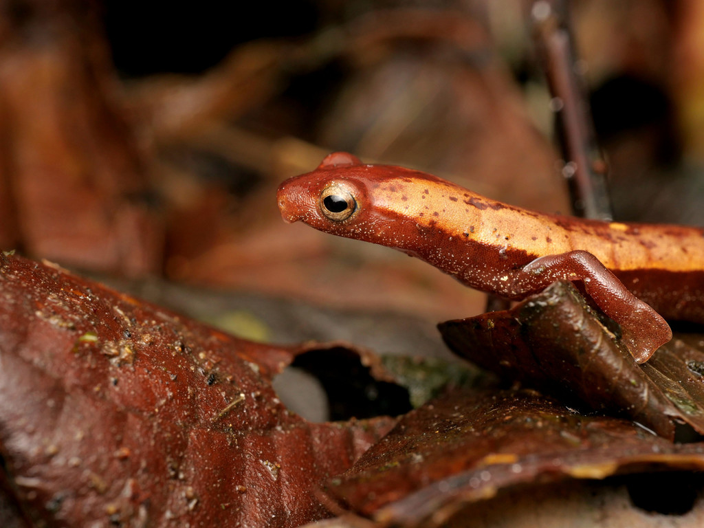Finca Chibigui Salamander
