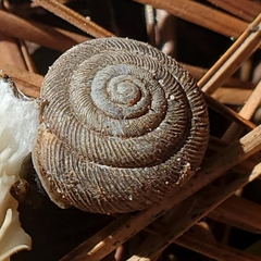 Triodopsis