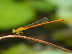 Ceriagrion