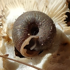 Triodopsis