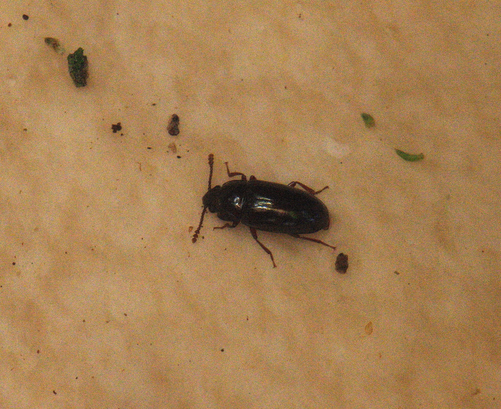 Kuschelengis