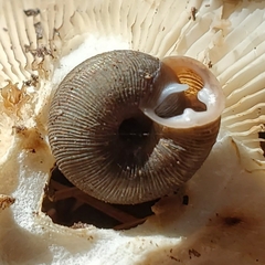 Triodopsis