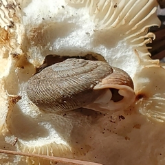 Triodopsis