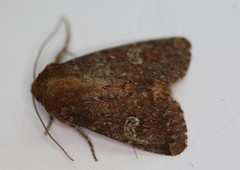 Sideridis congermana