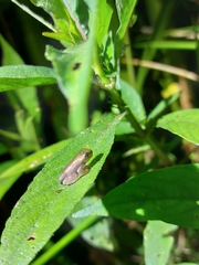 Dendropsophus carnifex