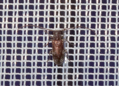 Exocentrus adspersus