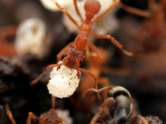 Cyphomyrmex