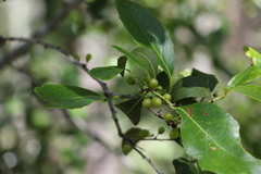 Denhamia bilocularis