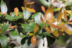 Denhamia bilocularis