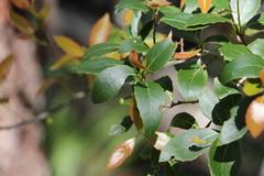 Denhamia bilocularis