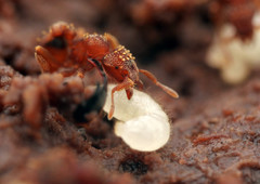 Eurhopalothrix gravis