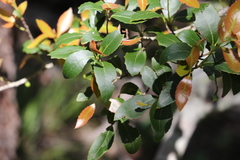 Denhamia bilocularis